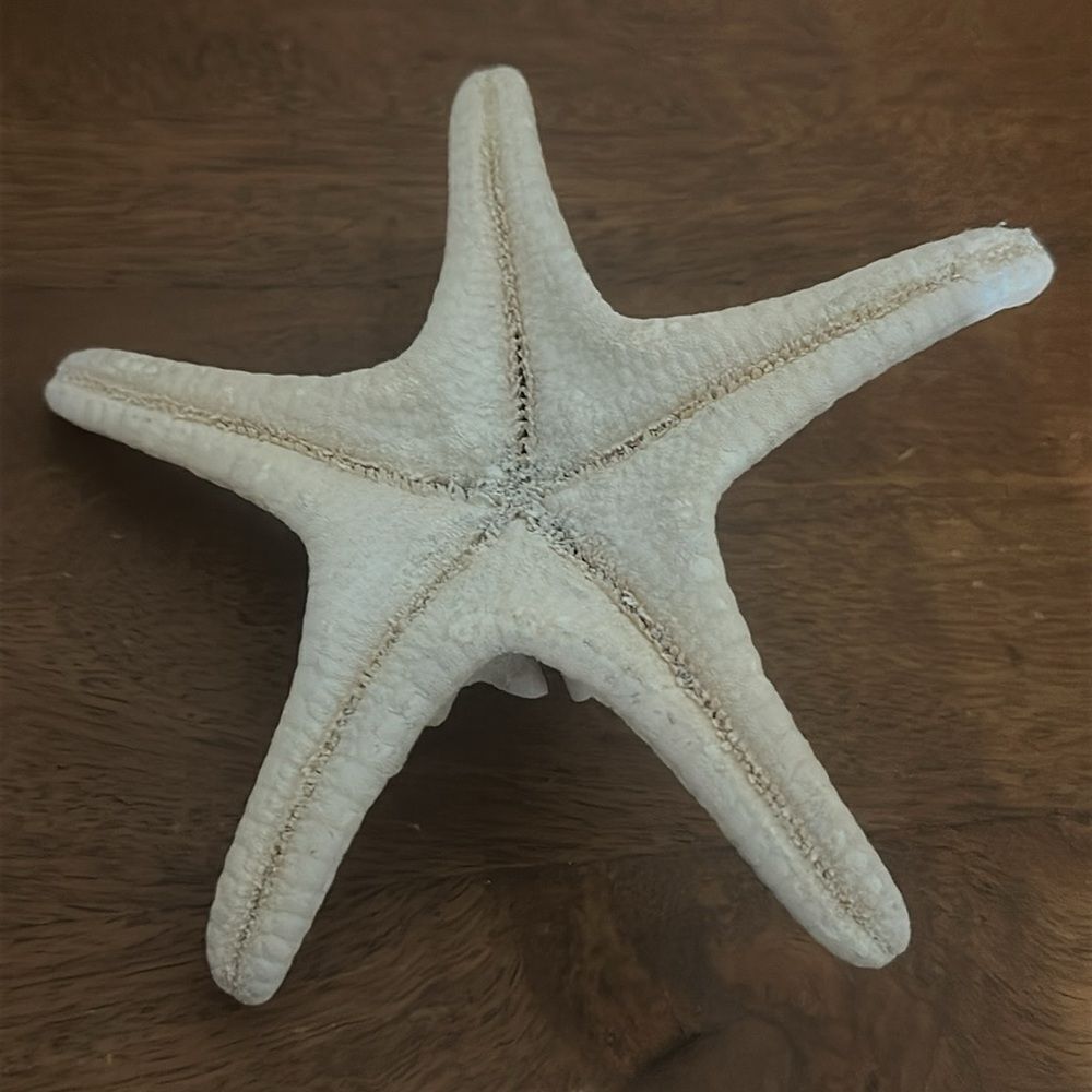 White Authentic Starfish! - Picture 3 of 5